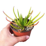 Crassula nudicaulis Devil's Horns - Succulent in 2in/4in Pot: 4 inch