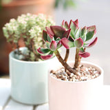 Echeveria Harmsii Ruby Slipper - Live Succulents 2/4 inch: 4 inch