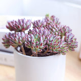 Echeveria Sedeveria Blue Elf - 2in/4in Live Succulent Plant: 4 inch