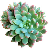 Echeveria Sedeveria Blue Elf - 2in/4in Live Succulent Plant: 4 inch