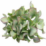 Crassula Ruffle Jade - Live Succulent in 2in/4in Pot: 4 inch