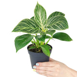 Philodendron Birkin - Live Houseplant - Indoor Plants 4/6in: 4 inch