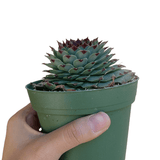 Sempervivum Calcareum - Live Hardy Succulent in 2/4/6in Pot: 4 inch