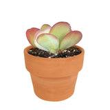 Kalanchoe Flapjacks - Live Succulents Plant 2/4 inch Pot: 4 inch