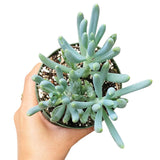 Senecio Blue Chalk Sticks - Senecio Succulent in 2in/4in Pot: 4 inch