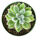 Echeveria Doris Taylor 2in/4in - Live Mexican Firecracker: 2 inch