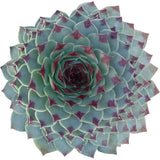 Sempervivum Calcareum - Live Hardy Succulent in 2/4/6in Pot: 4 inch