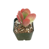 Kalanchoe Flapjacks - Live Succulents Plant 2/4 inch Pot: 4 inch