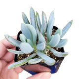 Senecio Blue Chalk Sticks - Senecio Succulent in 2in/4in Pot: 4 inch