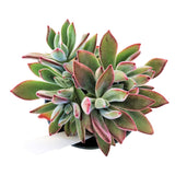 Echeveria Harmsii Ruby Slipper - Live Succulents 2/4 inch: 4 inch