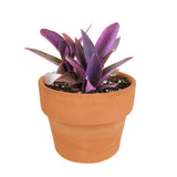 Terracotta 4.3 inch Pot - Pot with Drainage for Plants