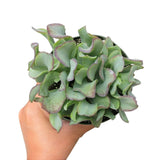 Crassula Ruffle Jade - Live Succulent in 2in/4in Pot: 4 inch