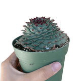 Sempervivum Calcareum - Live Hardy Succulent in 2/4/6in Pot: 4 inch