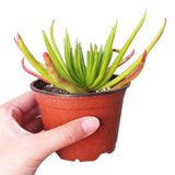 Crassula nudicaulis Devil's Horns - Succulent in 2in/4in Pot: 4 inch