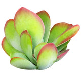 Kalanchoe Flapjacks - Live Succulents Plant 2/4 inch Pot: 4 inch