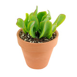 Crassula Ruffle Jade - Live Succulent in 2in/4in Pot: 4 inch