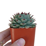 Sempervivum Calcareum - Live Hardy Succulent in 2/4/6in Pot: 4 inch