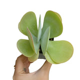 Kalanchoe Flapjacks - Live Succulents Plant 2/4 inch Pot: 4 inch