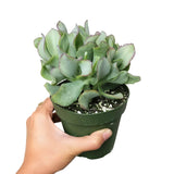 Crassula Ruffle Jade - Live Succulent in 2in/4in Pot: 4 inch