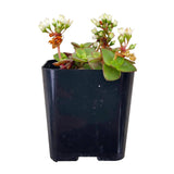 Calico Kitten Crassula 2/4/6in - Live Colorful Succulent: 4 inch