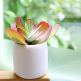 Kalanchoe Flapjacks - Live Succulents Plant 2/4 inch Pot: 4 inch