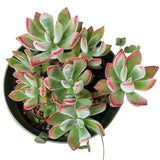 Echeveria Harmsii Ruby Slipper - Live Succulents 2/4 inch: 4 inch