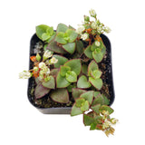 Calico Kitten Crassula 2/4/6in - Live Colorful Succulent: 4 inch