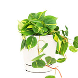 Philodendron Cordatum Brasil 4inch/6inch Pot - Live Plant: 4 inch