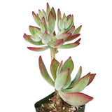 Echeveria Harmsii Ruby Slipper - Live Succulents 2/4 inch: 4 inch