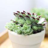 Sempervivum Calcareum - Live Hardy Succulent in 2/4/6in Pot: 4 inch