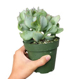 Crassula Ruffle Jade - Live Succulent in 2in/4in Pot: 4 inch