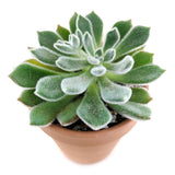 Echeveria Doris Taylor 2in/4in - Live Mexican Firecracker: 2 inch