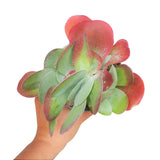 Kalanchoe Flapjacks - Live Succulents Plant 2/4 inch Pot: 4 inch