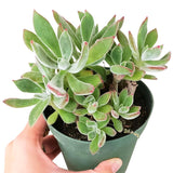 Echeveria Harmsii Ruby Slipper - Live Succulents 2/4 inch: 4 inch