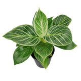 Philodendron Birkin - Live Houseplant - Indoor Plants 4/6in: 4 inch