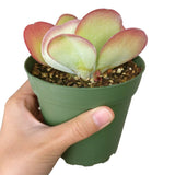 Kalanchoe Flapjacks - Live Succulents Plant 2/4 inch Pot: 4 inch