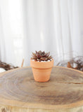 Terracotta 4.3 inch Pot - Pot with Drainage for Plants