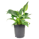 Philodendron Birkin - Live Houseplant - Indoor Plants 4/6in: 4 inch