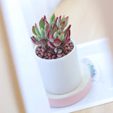 Echeveria Harmsii Ruby Slipper - Live Succulents 2/4 inch: 4 inch