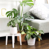 Philodendron Birkin - Live Houseplant - Indoor Plants 4/6in: 4 inch