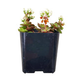 Calico Kitten Crassula 2/4/6in - Live Colorful Succulent: 4 inch