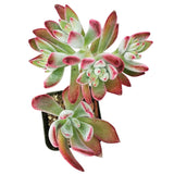 Echeveria Harmsii Ruby Slipper - Live Succulents 2/4 inch: 4 inch