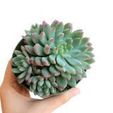 Echeveria Sedeveria Blue Elf - 2in/4in Live Succulent Plant: 4 inch