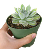 Echeveria Doris Taylor 2in/4in - Live Mexican Firecracker: 2 inch