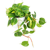 Philodendron Cordatum Brasil 4inch/6inch Pot - Live Plant: 4 inch