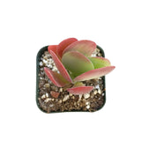 Kalanchoe Flapjacks - Live Succulents Plant 2/4 inch Pot: 4 inch