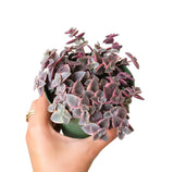 Calico Kitten Crassula 2/4/6in - Live Colorful Succulent: 4 inch