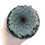 Sempervivum Calcareum - Live Hardy Succulent in 2/4/6in Pot: 4 inch