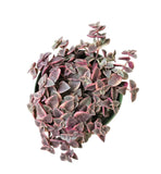 Calico Kitten Crassula 2/4/6in - Live Colorful Succulent: 4 inch