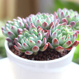 Echeveria Sedeveria Blue Elf - 2in/4in Live Succulent Plant: 4 inch